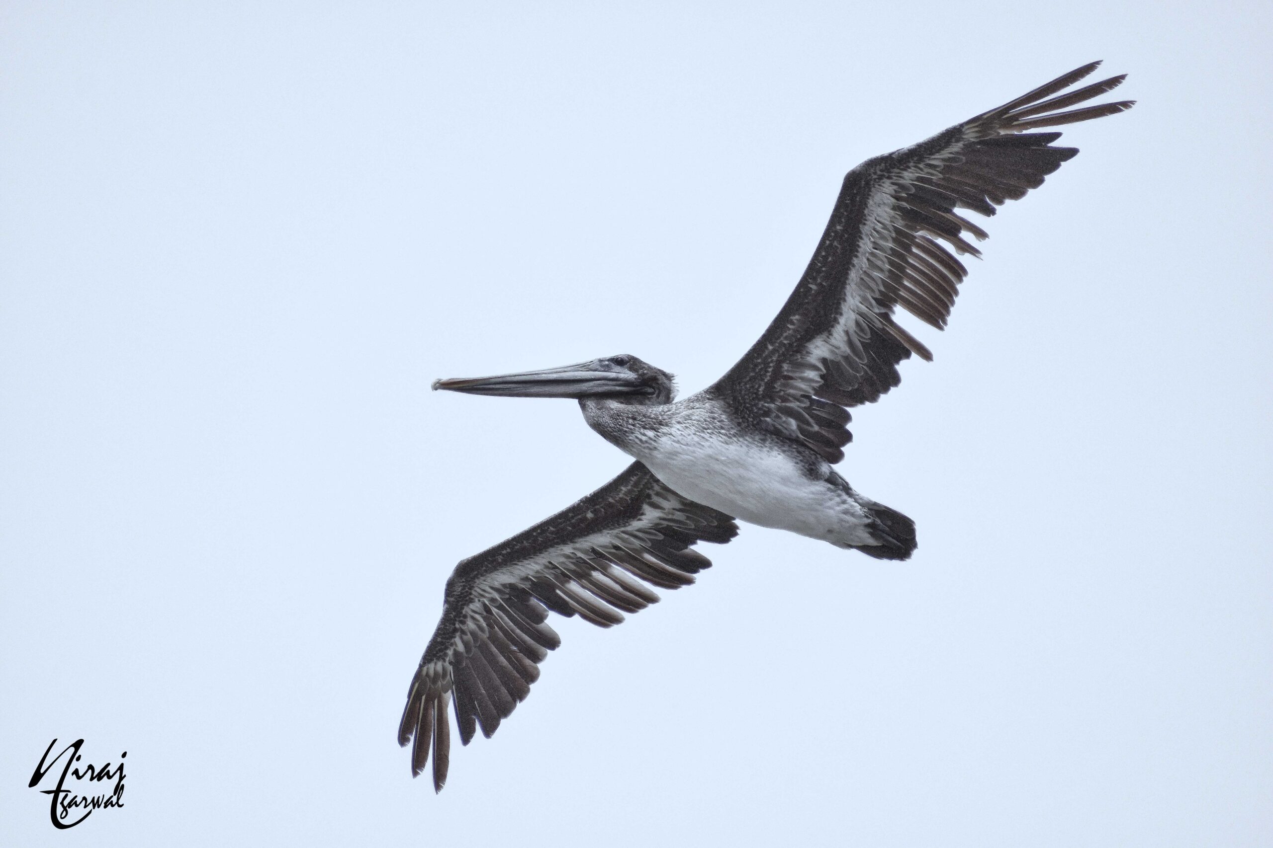 California Brown Pelican