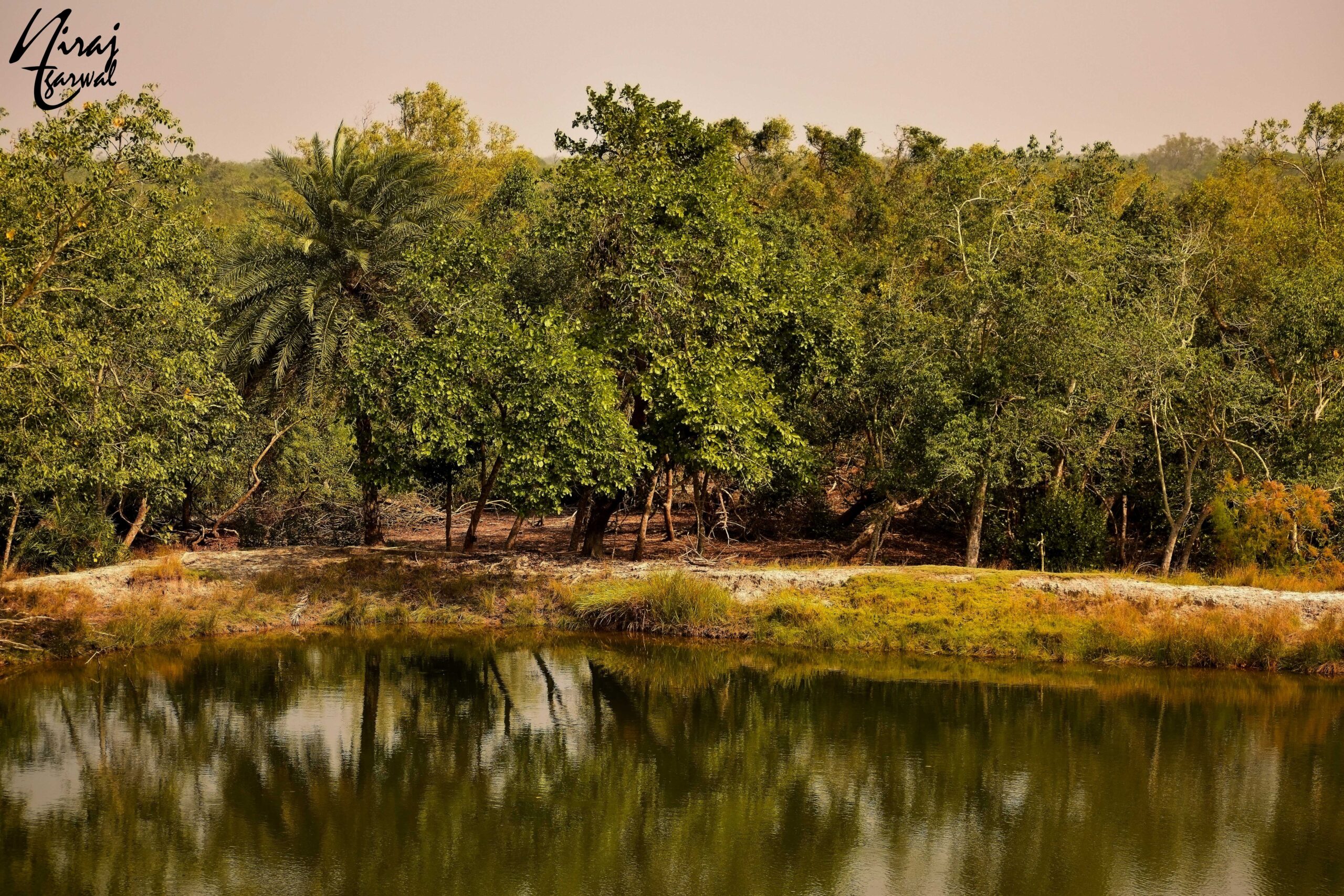 Sundarbans Jungle