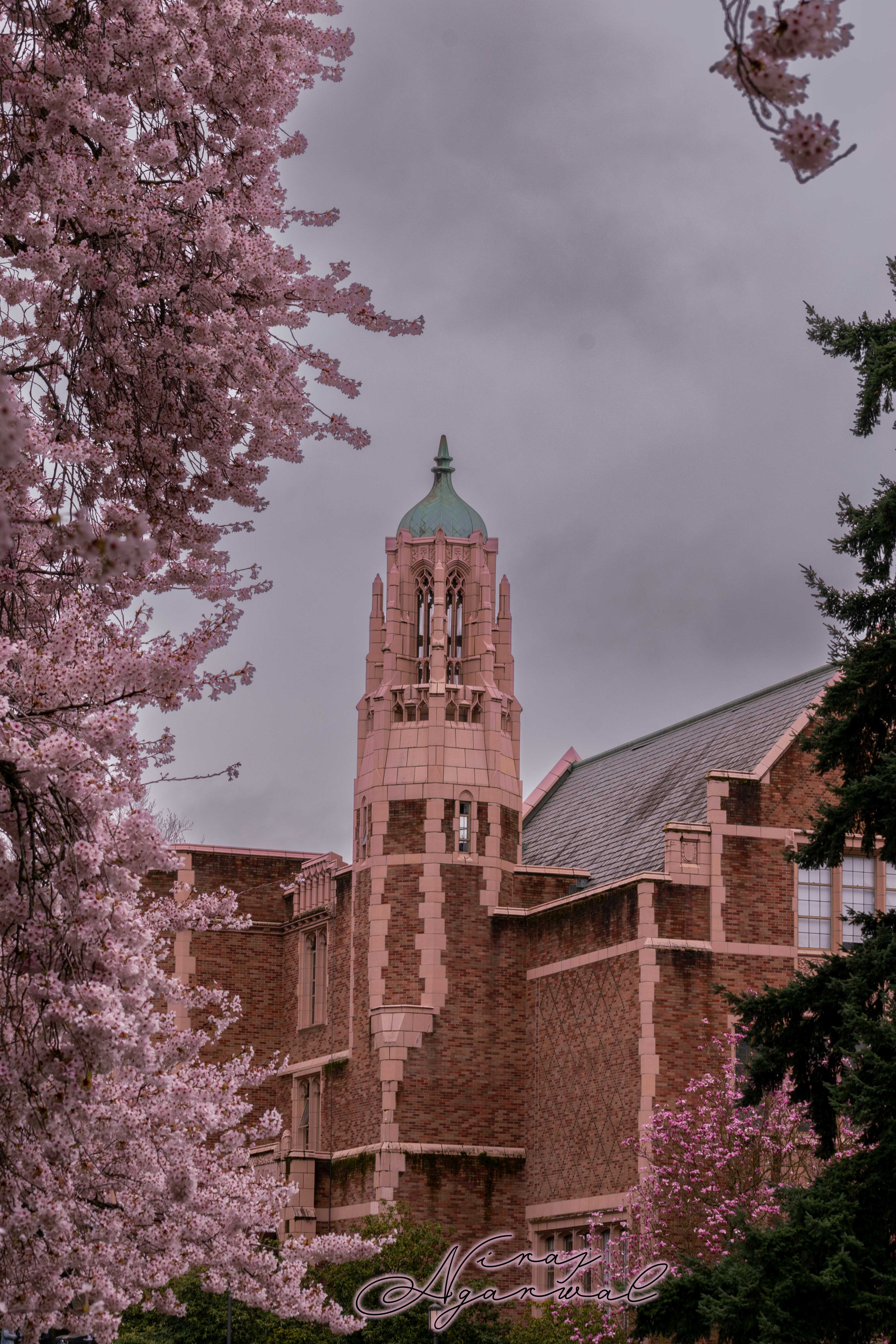 UW Cherry Blossom 2024