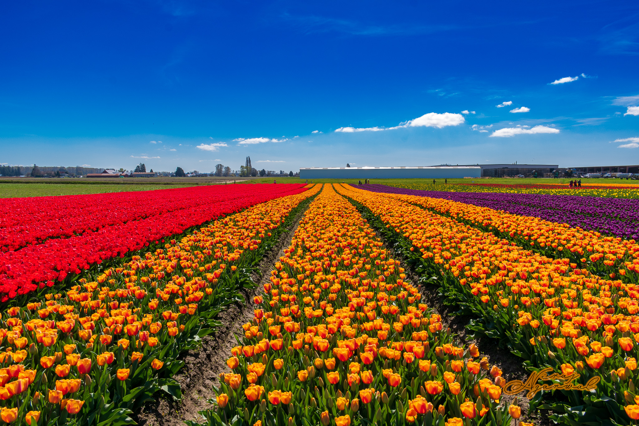 Skagit Valley Tulip Festival 2024